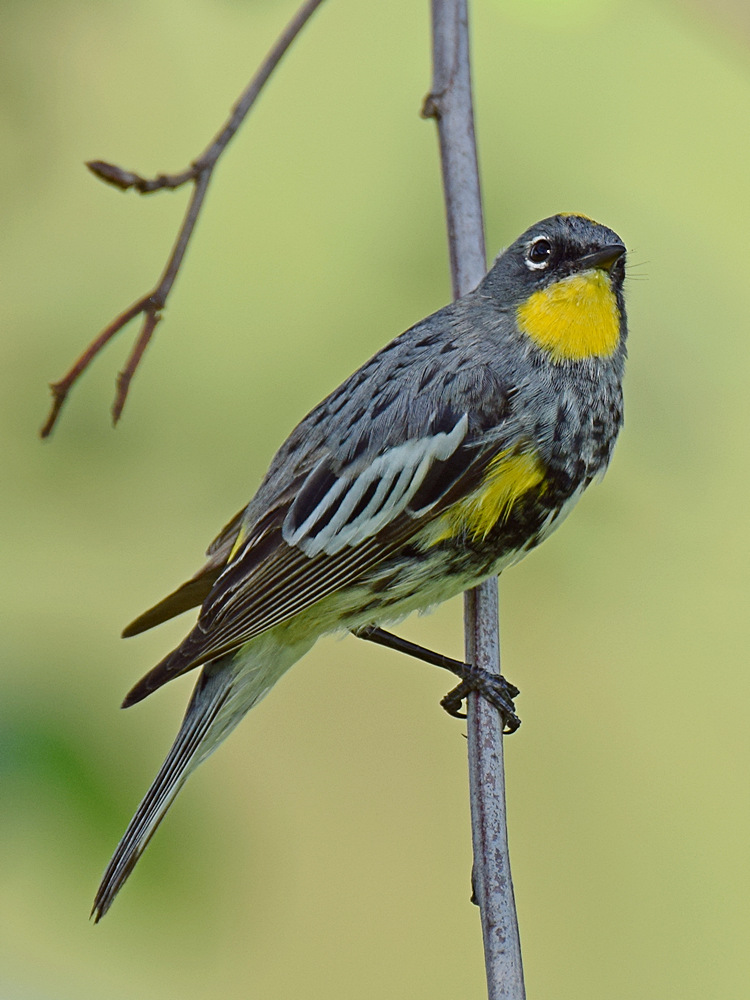 YellowRump.jpg