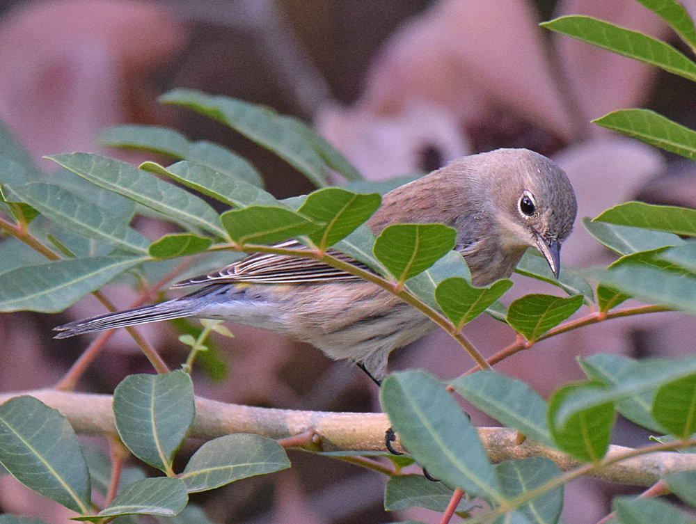 YellowRumpedWarbler.jpg