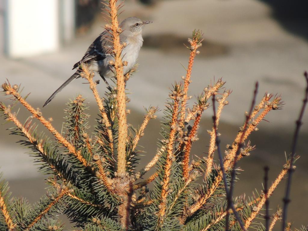 Yellowrumper warbler.jpg