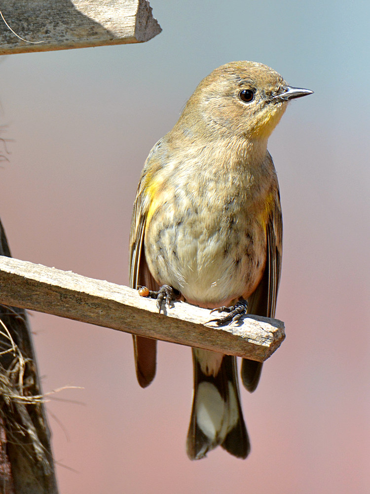 YellowRumpSparrow.jpg