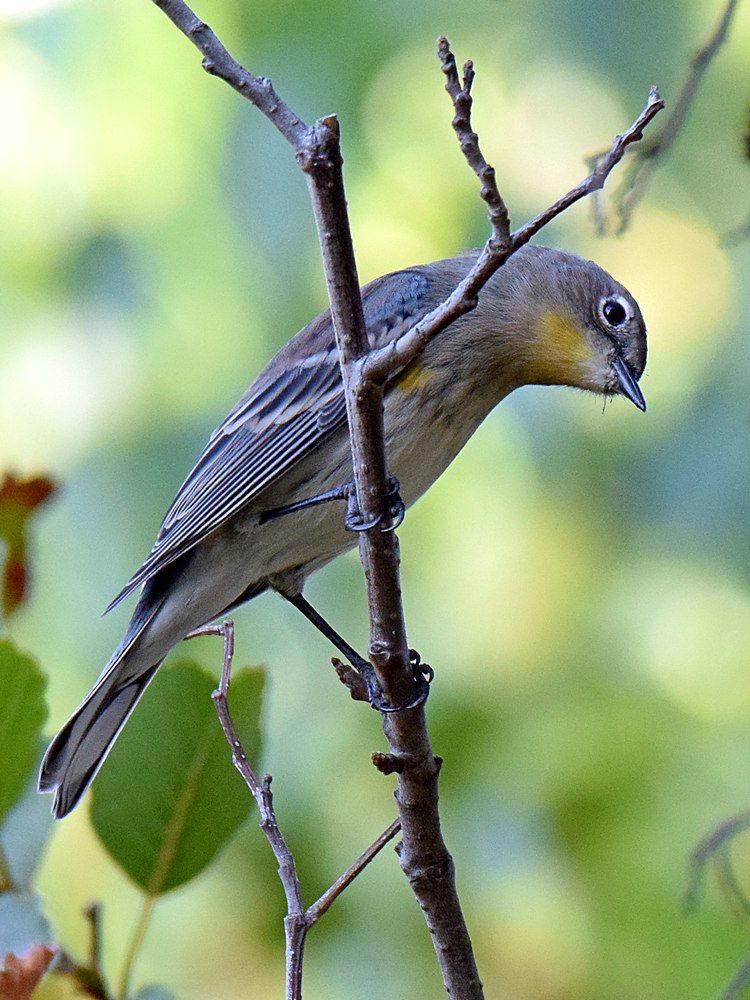 YellowRumpWarbler.jpg