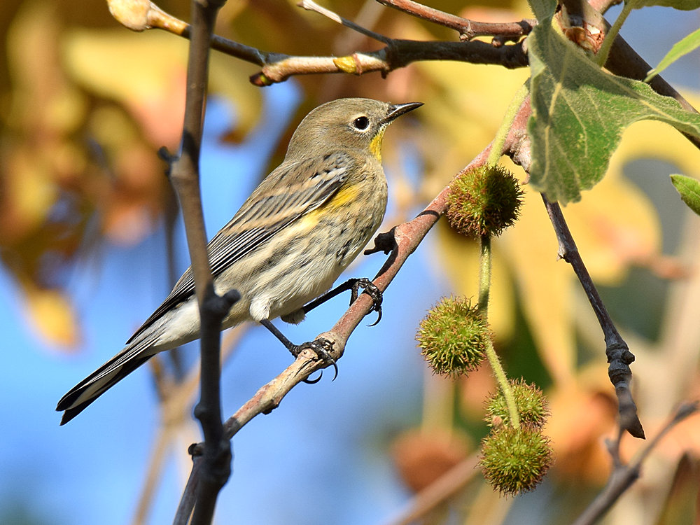 YellowRumpWarbler.jpg