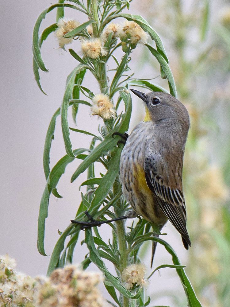 YellowRumpWarbler.jpg