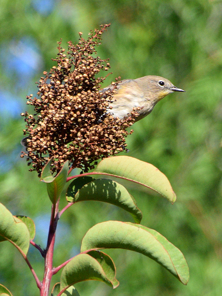 YellowRumpWarbler.jpg