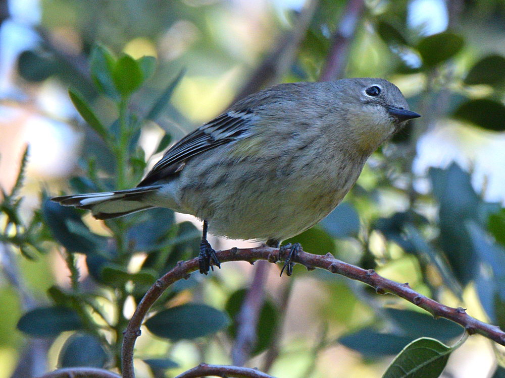 YellowRumpWarbler.jpg
