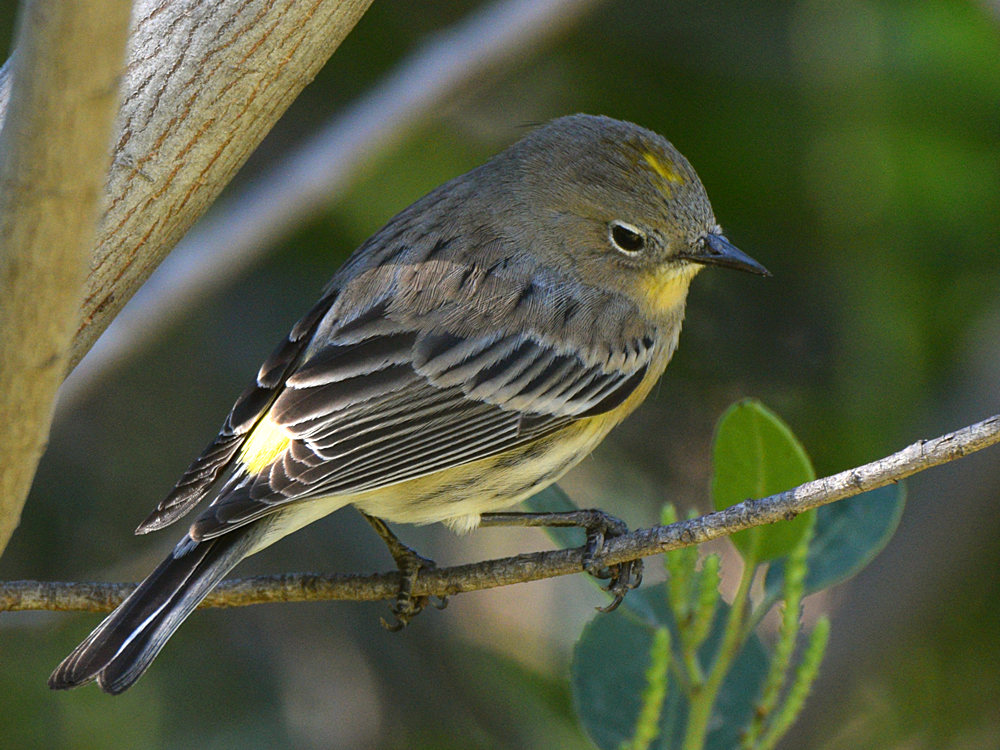 YellowRumpWarbler.jpg
