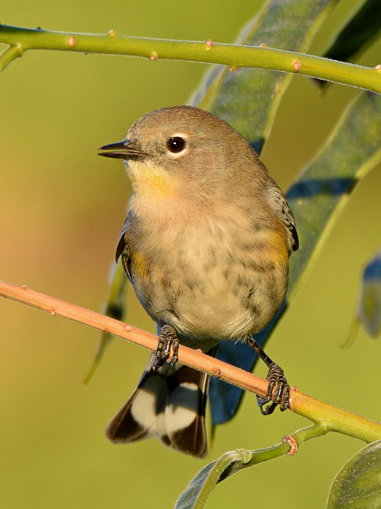YellowRumpWarbler.jpg