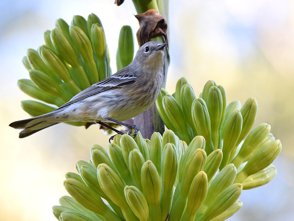 YellowRumpWarbler.jpg