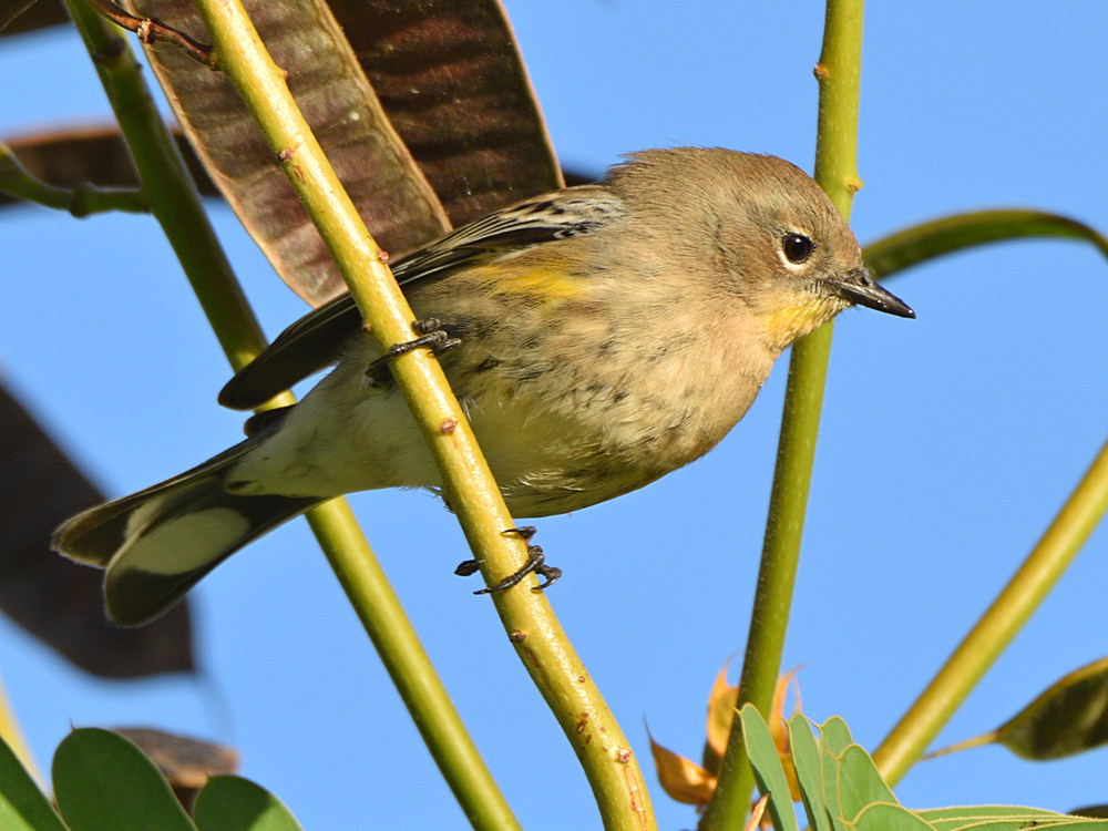 YellowRumpWarbler.jpg