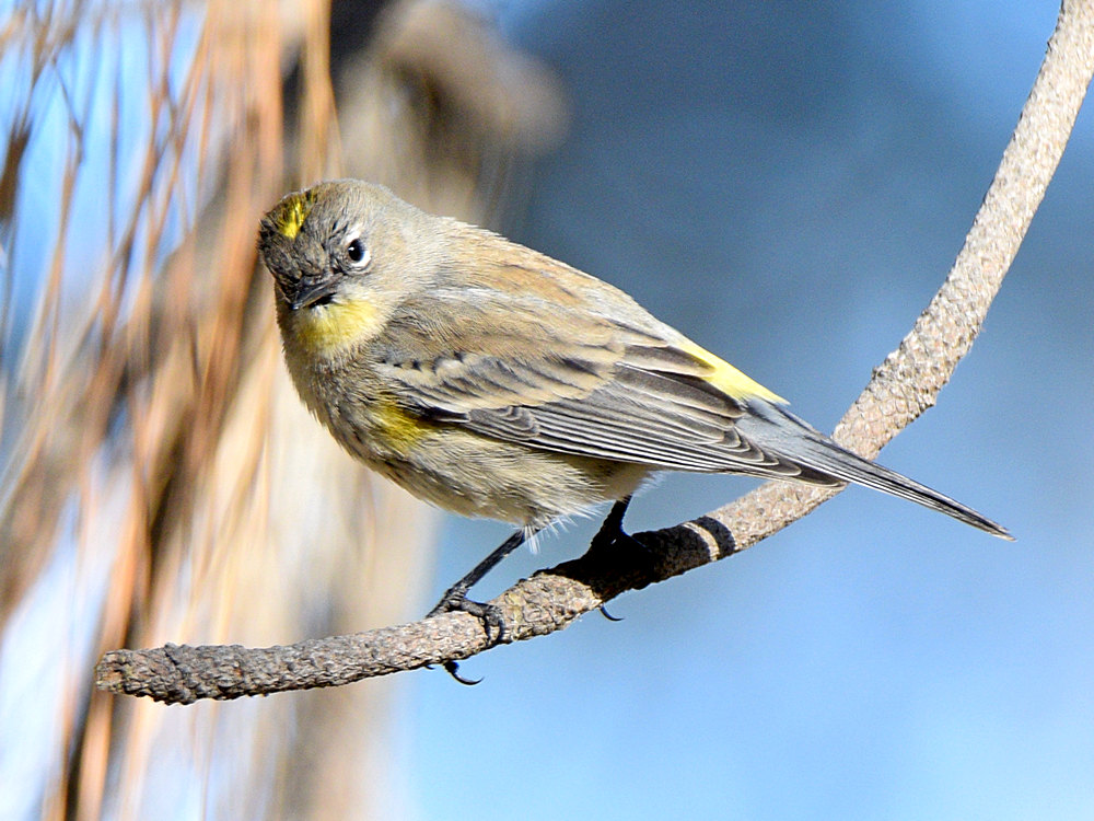 YellowRumpWarbler.jpg