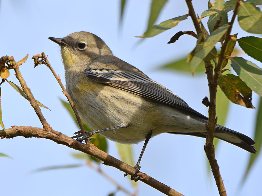 YellowRumpWarbler.jpg