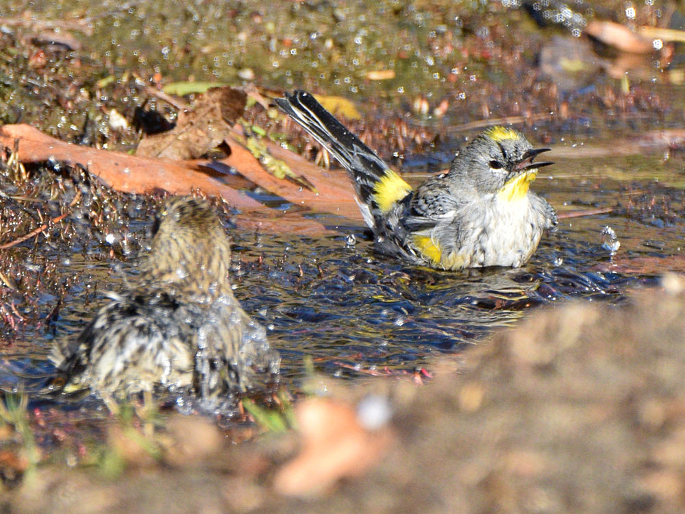 YellowRumpWarbler.jpg