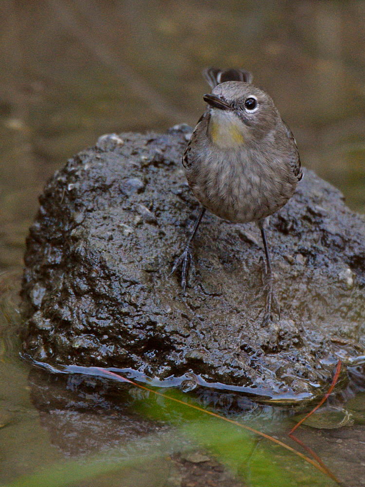 YellowRumpWarbler10.jpg