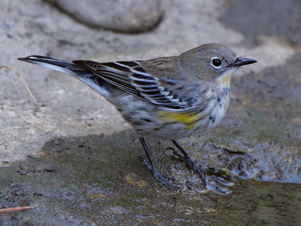 YellowRumpWarbler15.jpg