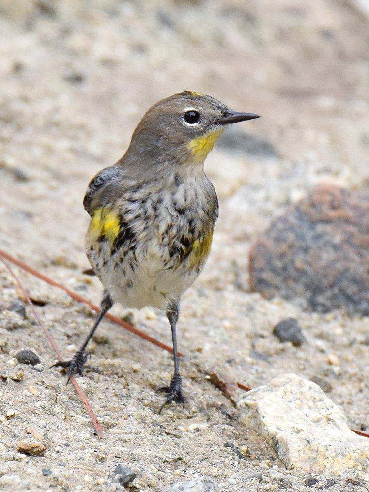 YellowRumpWarbler2.jpg
