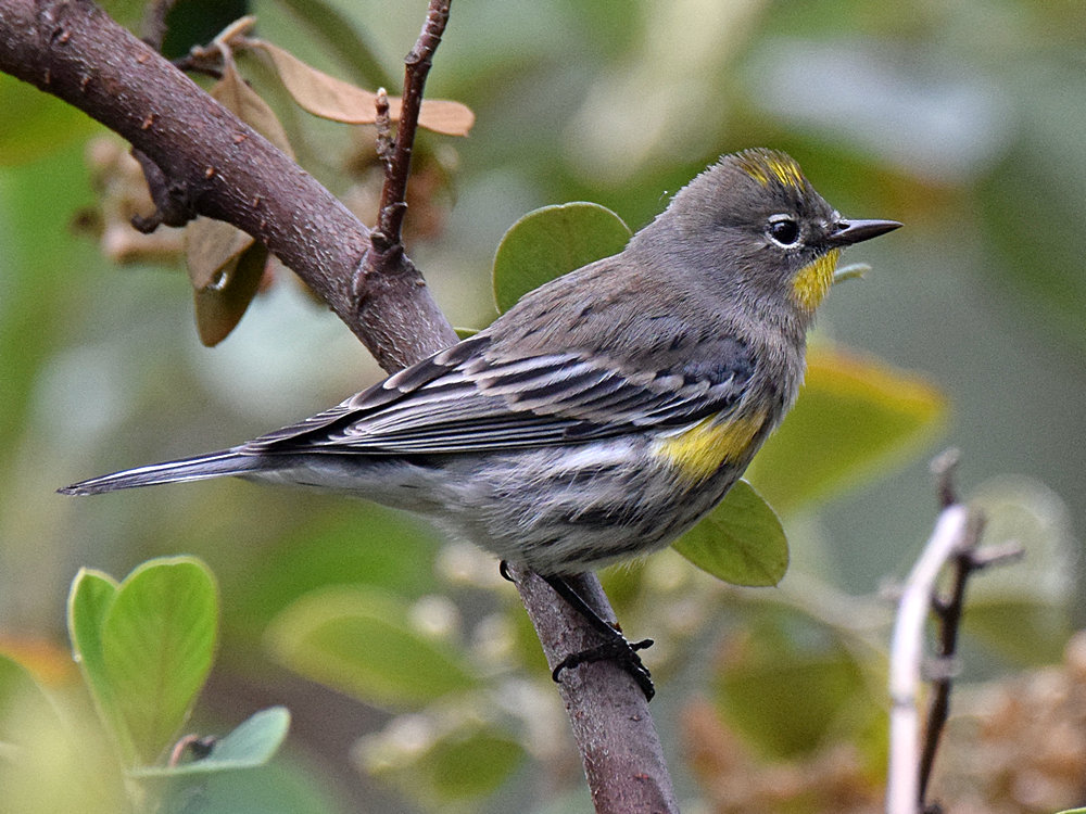YellowRumpWarbler2.jpg