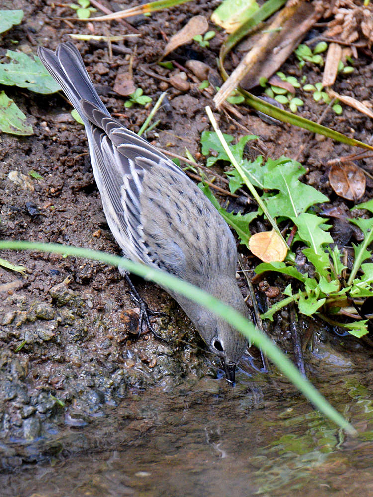 YellowRumpWarbler2.jpg