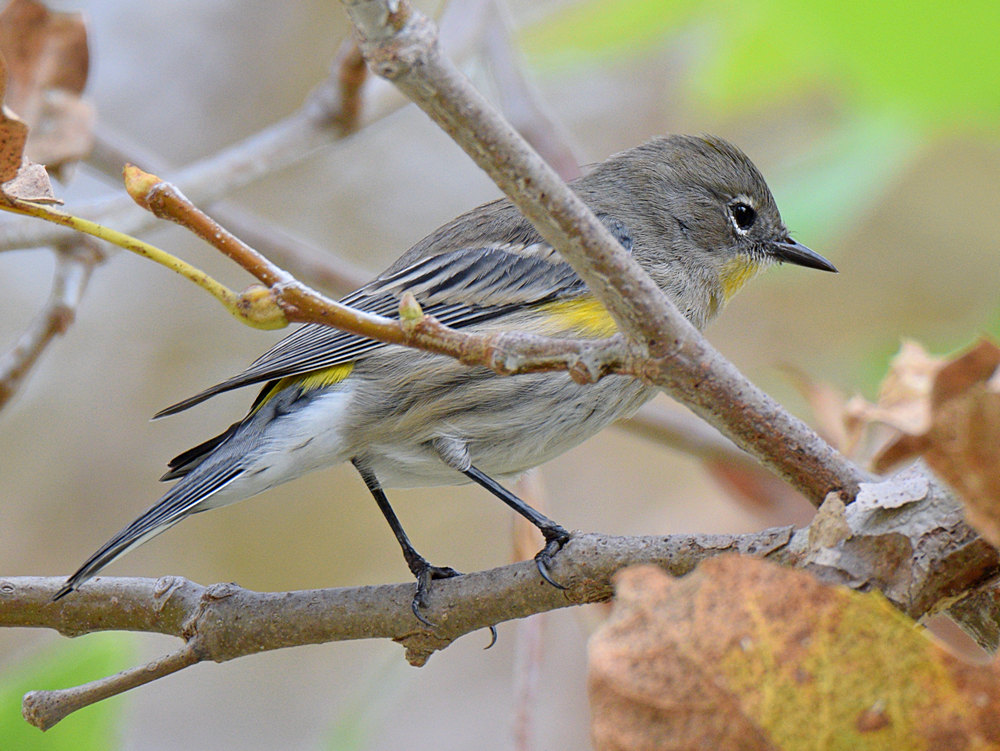 YellowRumpWarbler2.jpg