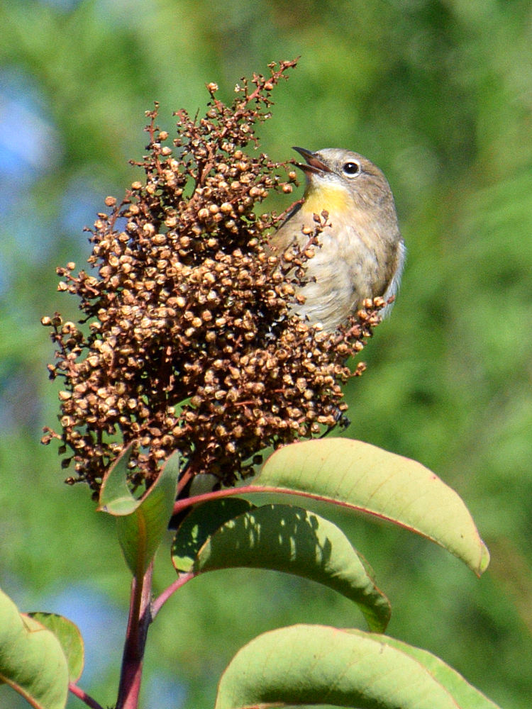 YellowRumpWarbler2.jpg