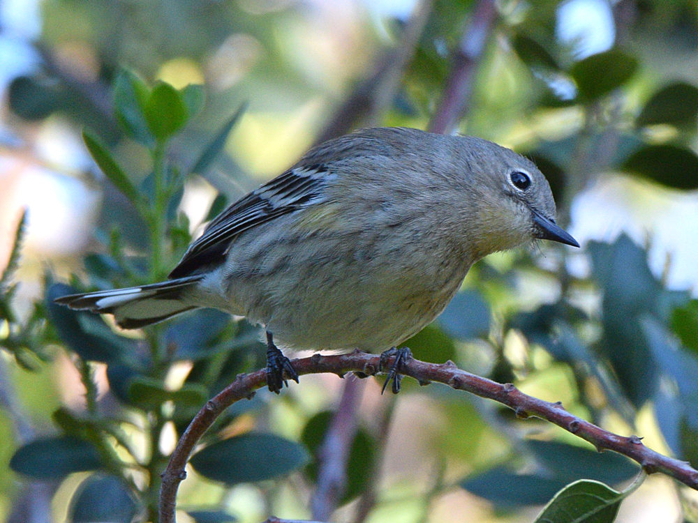 YellowRumpWarbler2.jpg