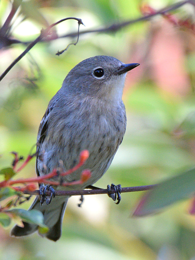 YellowRumpWarbler2.jpg
