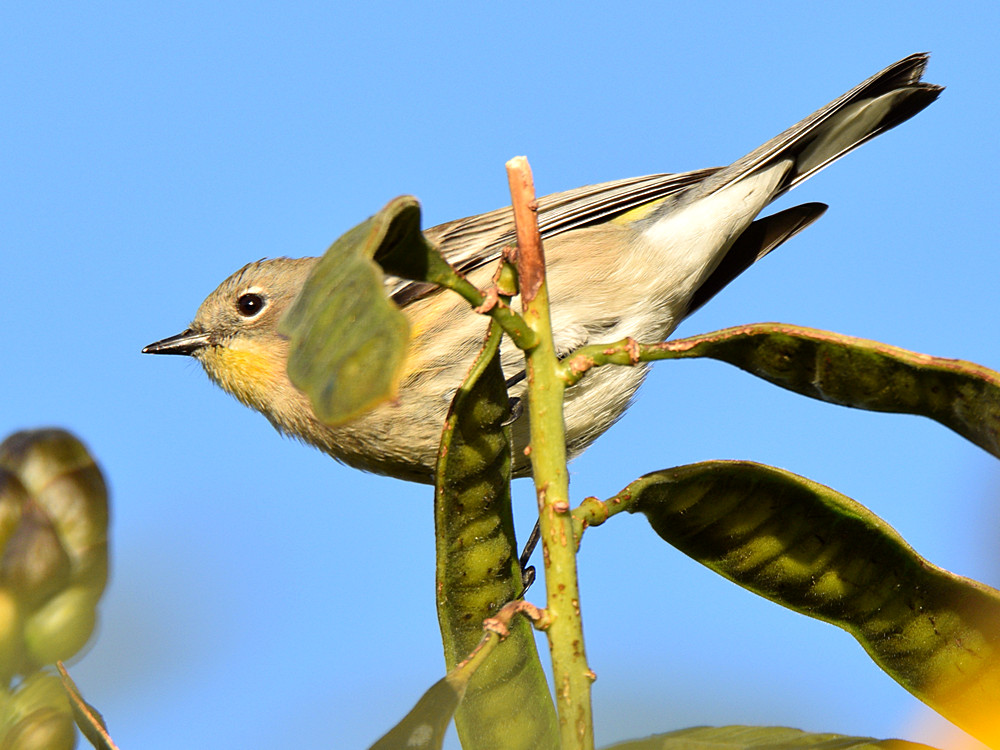 YellowRumpWarbler2.jpg
