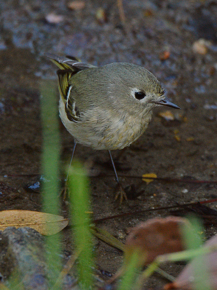 YellowRumpWarbler2.jpg