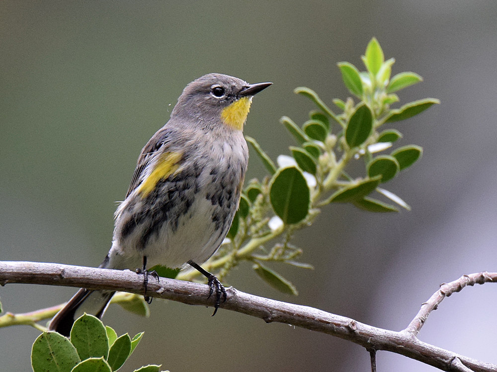 YellowRumpWarbler3.jpg