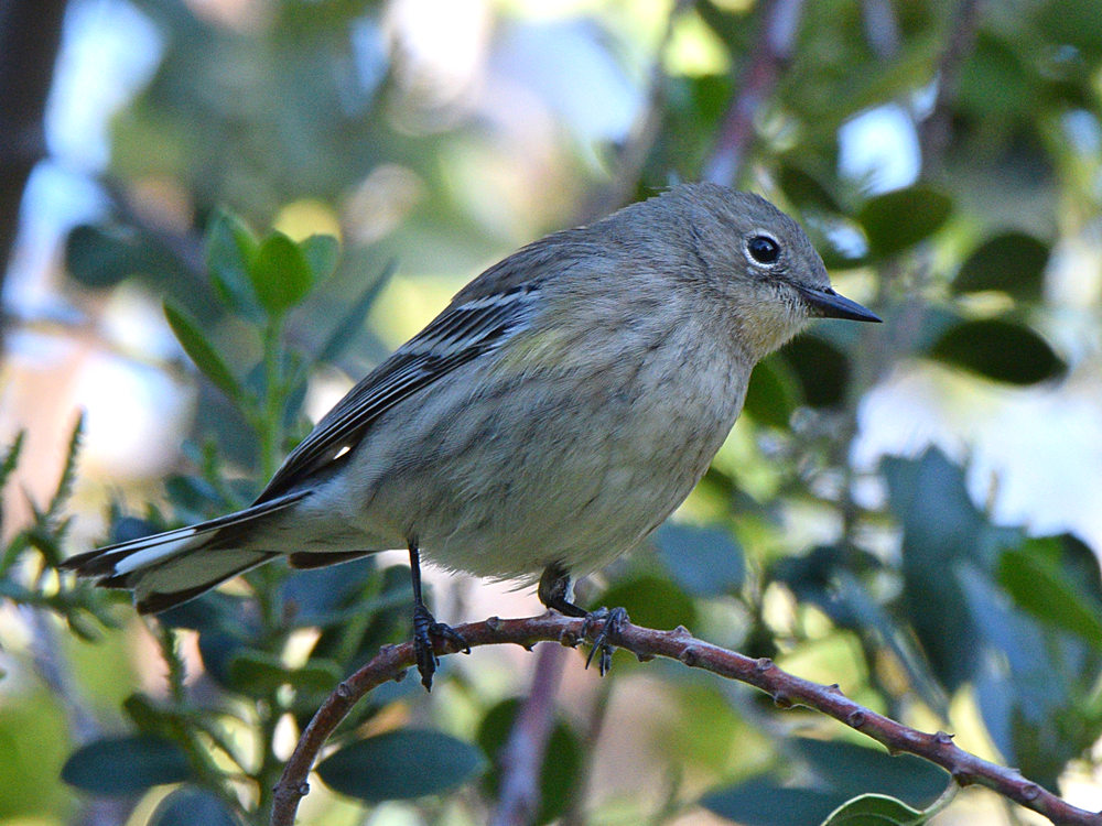 YellowRumpWarbler3.jpg