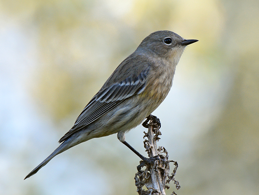YellowRumpWarbler3.jpg
