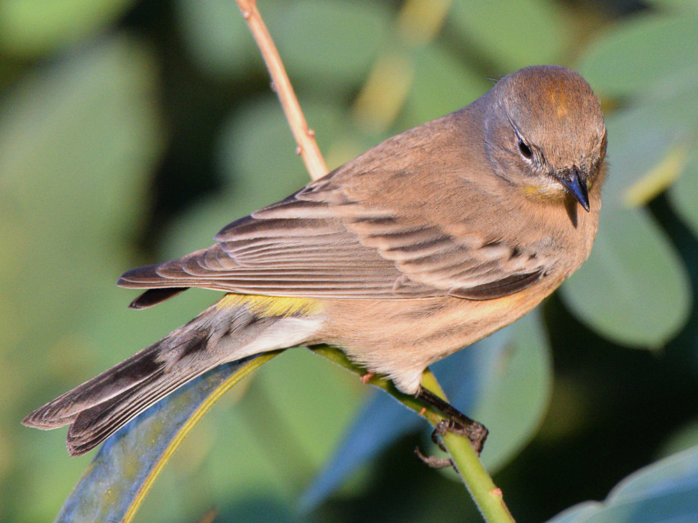 YellowRumpWarbler3.jpg
