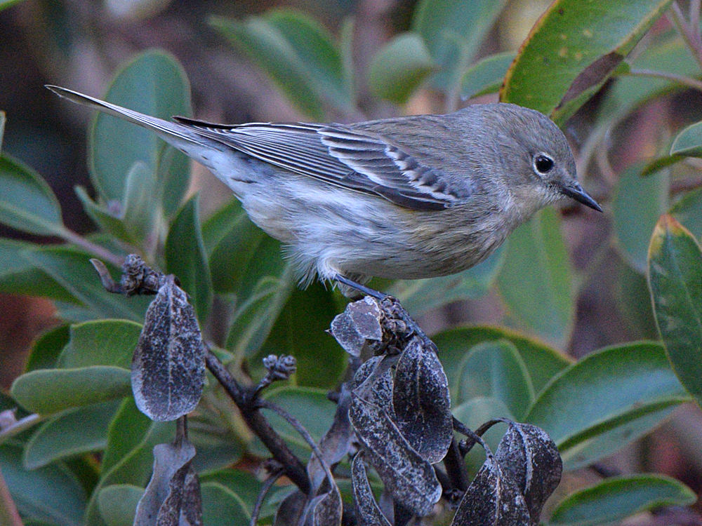 YellowRumpWarbler3.jpg