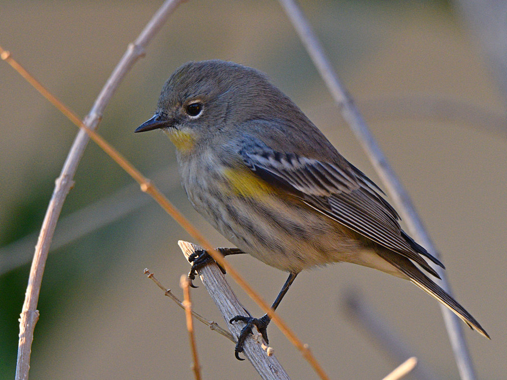 YellowRumpWarbler3.jpg