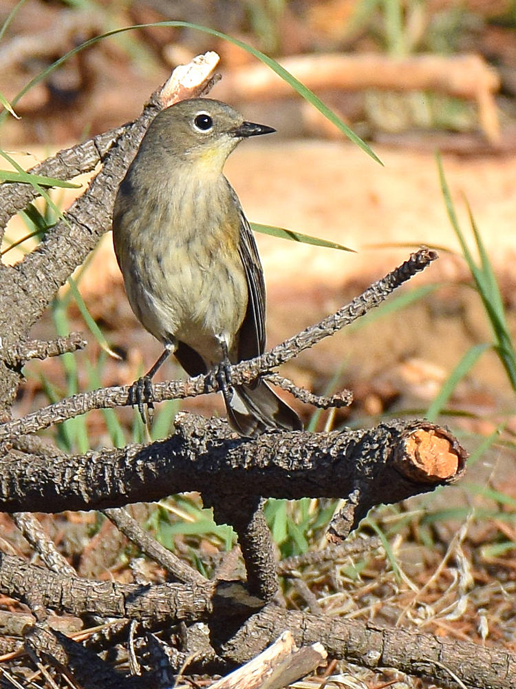 YellowRumpWarbler4.jpg