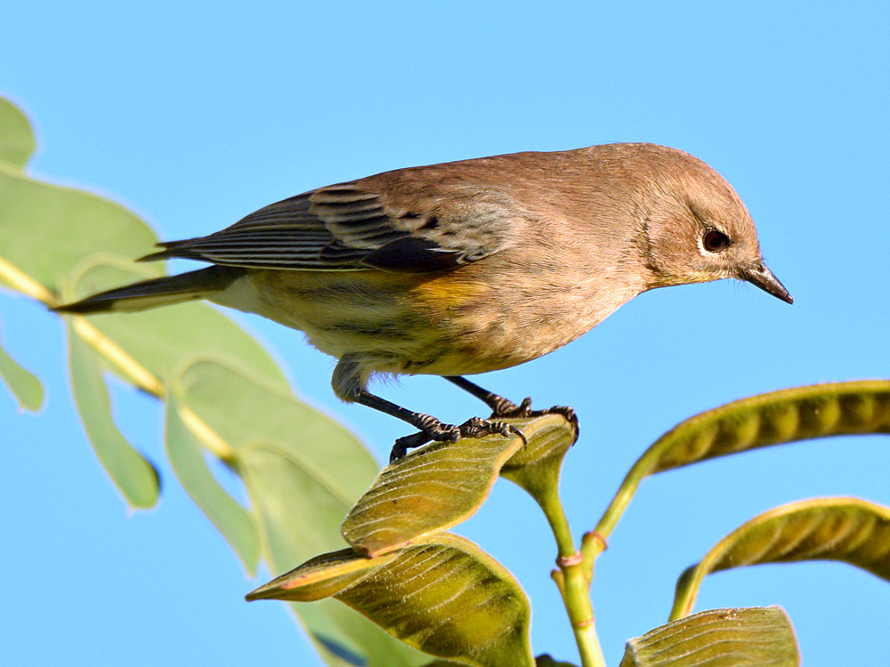 YellowRumpWarbler4.jpg