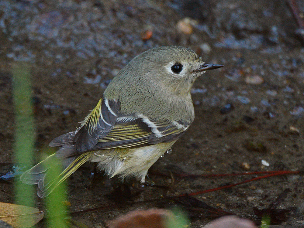 YellowRumpWarbler4.jpg