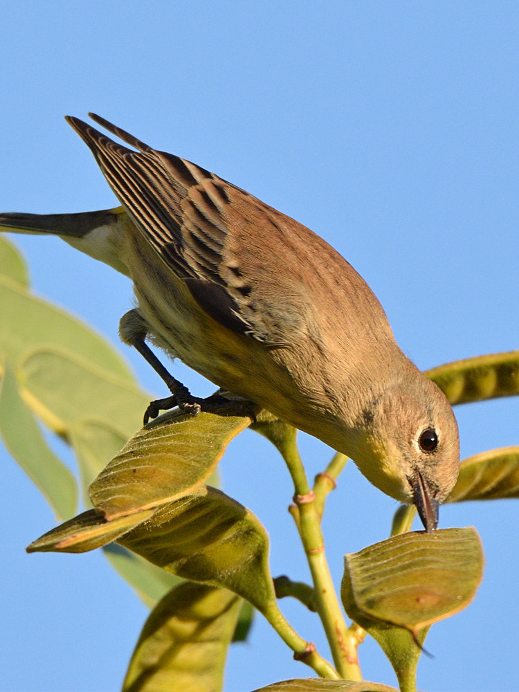 YellowRumpWarbler5.jpg