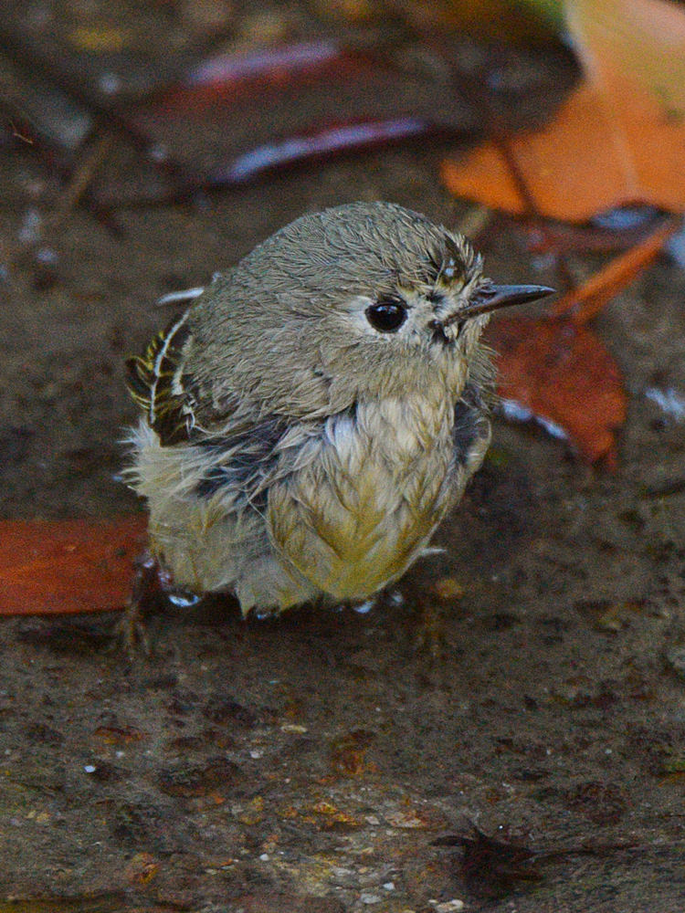 YellowRumpWarbler6.jpg