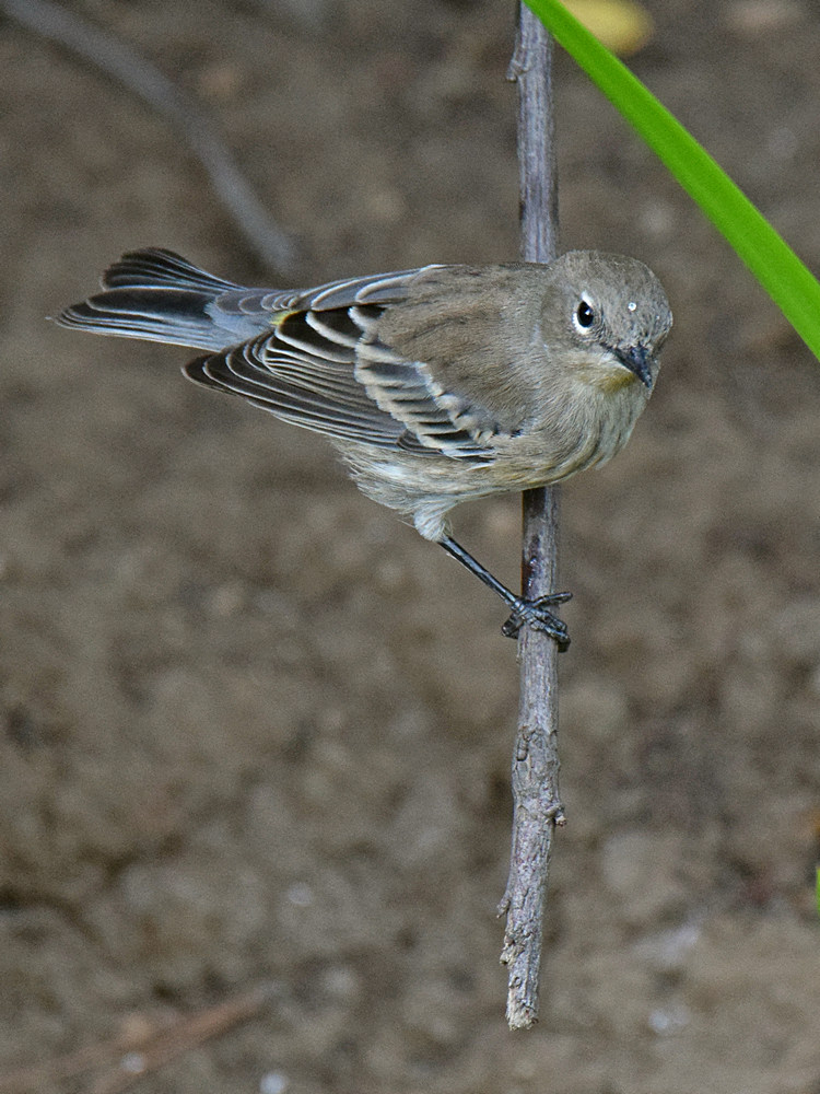 YellowRumpWarbler7.jpg