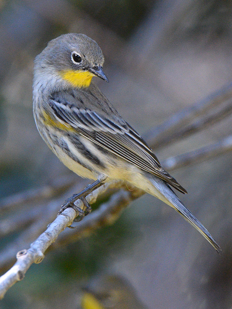 YellowRumpWarbler7.jpg