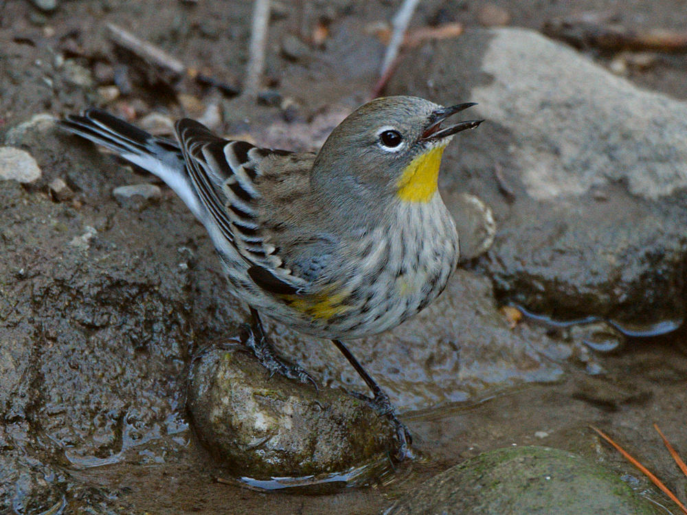 YellowRumpWarbler7.jpg