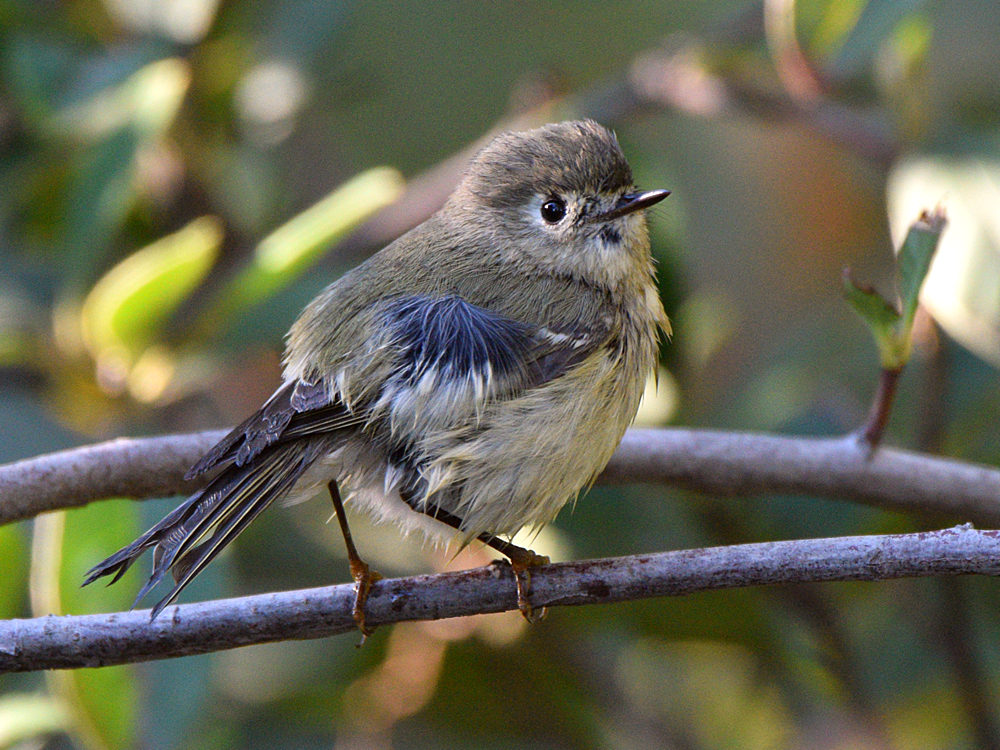 YellowRumpWarbler7.jpg