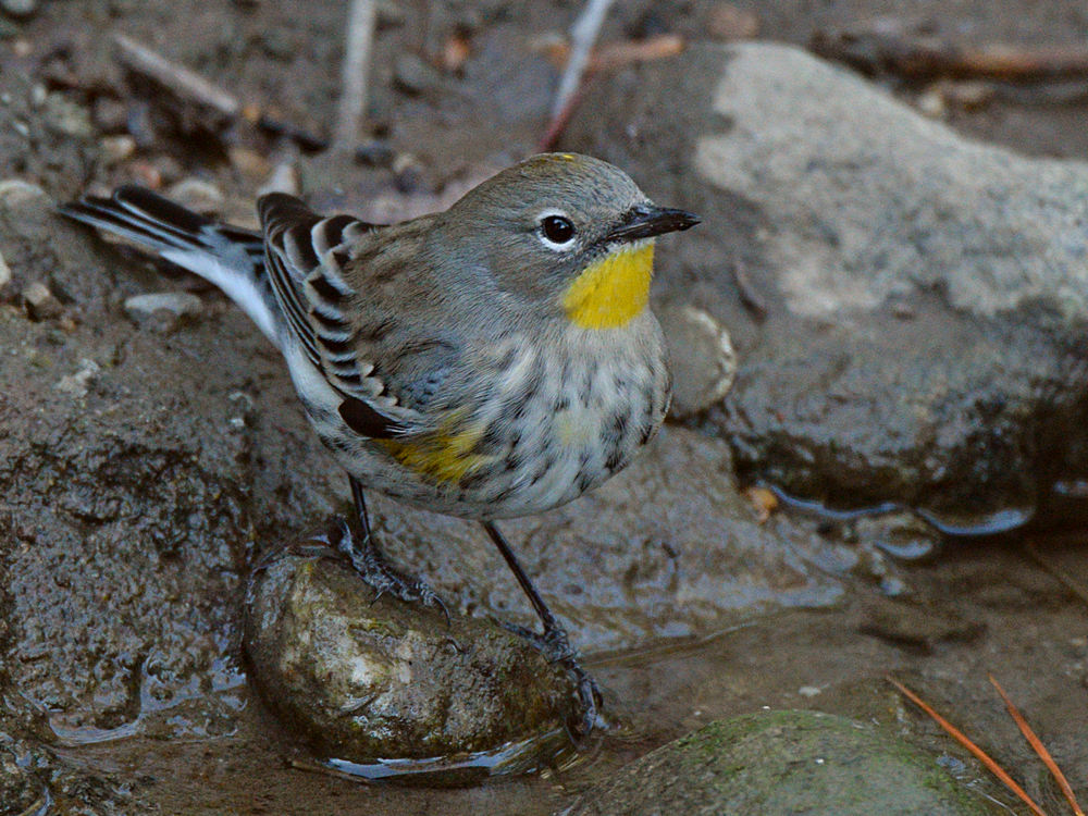 YellowRumpWarbler8.jpg