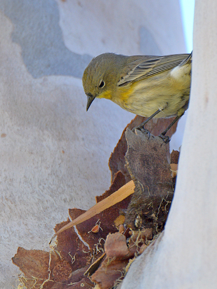 YellowRumpWarbler8.jpg