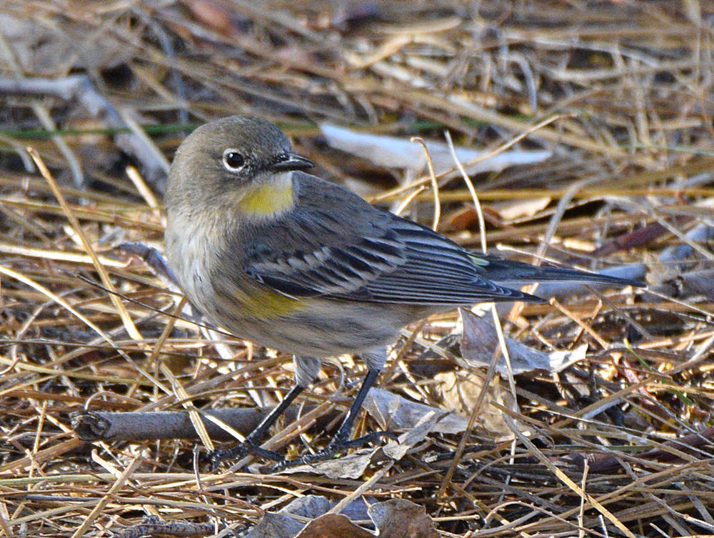 YellowRumWarbler2.jpg