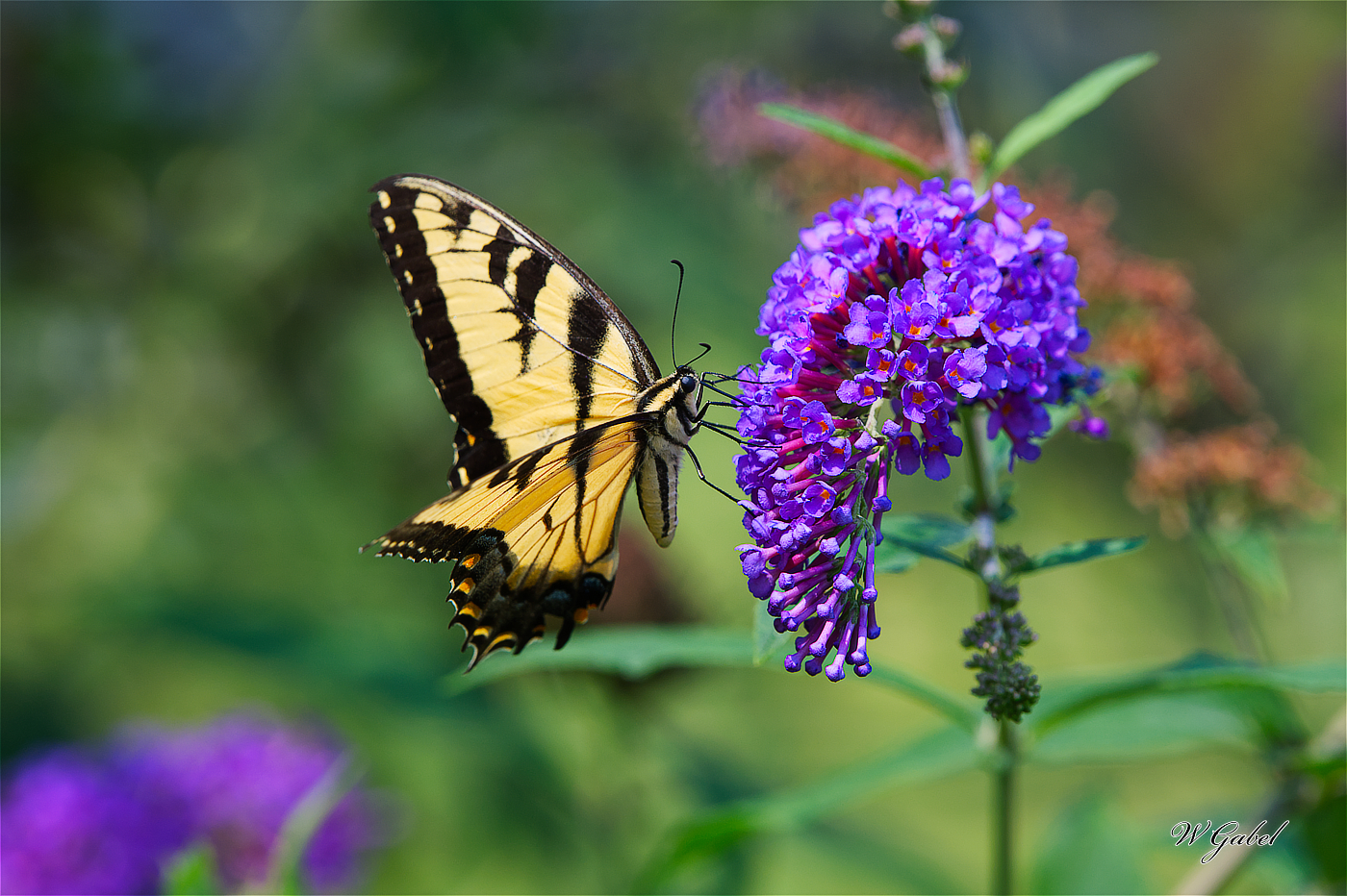 YellowSwallowTail1295 sm.jpg