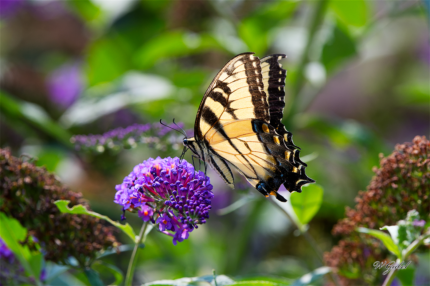 YellowSwallowTail1325 sm.jpg
