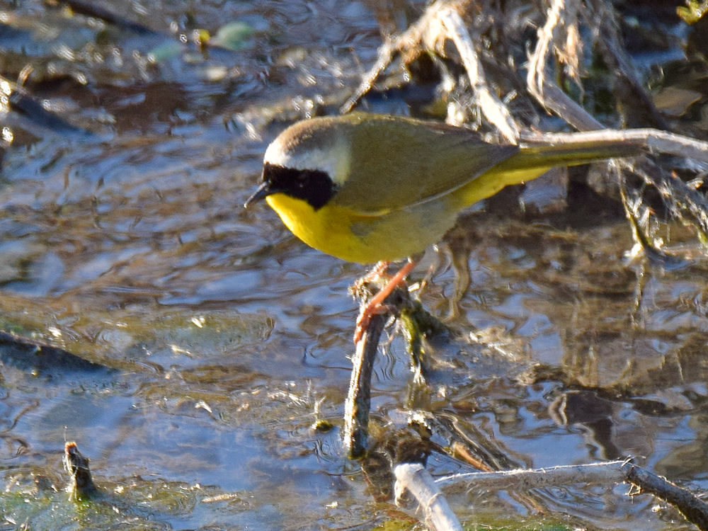 YellowThroat.jpg