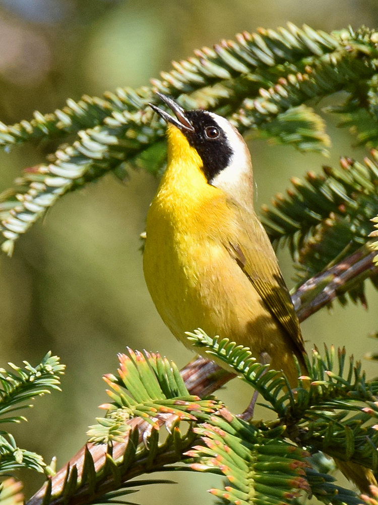YellowThroat.jpg