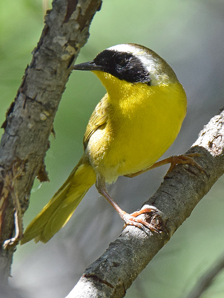 YellowThroat.jpg